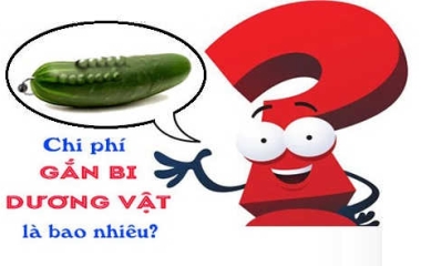 Chi Phí Cấy Bi Dương Vật 2025: Bảng Giá Chi Tiết và Yếu Tố Ảnh Hưởng
