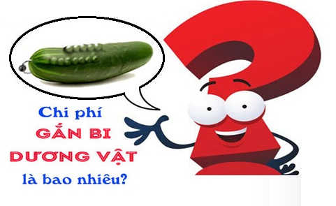 Chi phí cấy bi